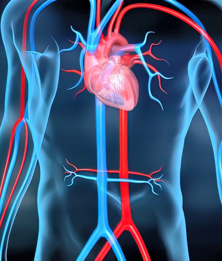 serce i układ krązenia